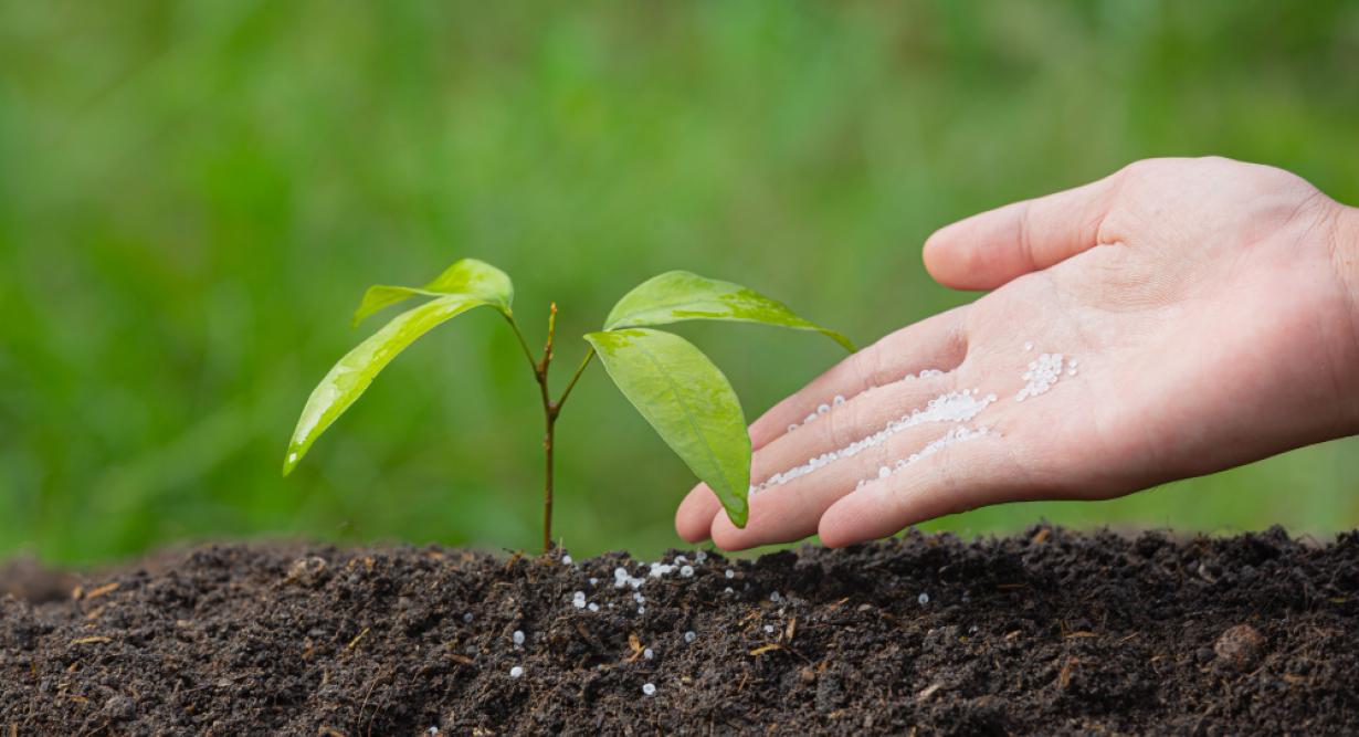 En el corazón del cultivo