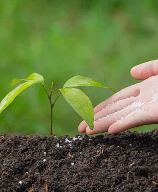 En el corazón del cultivo