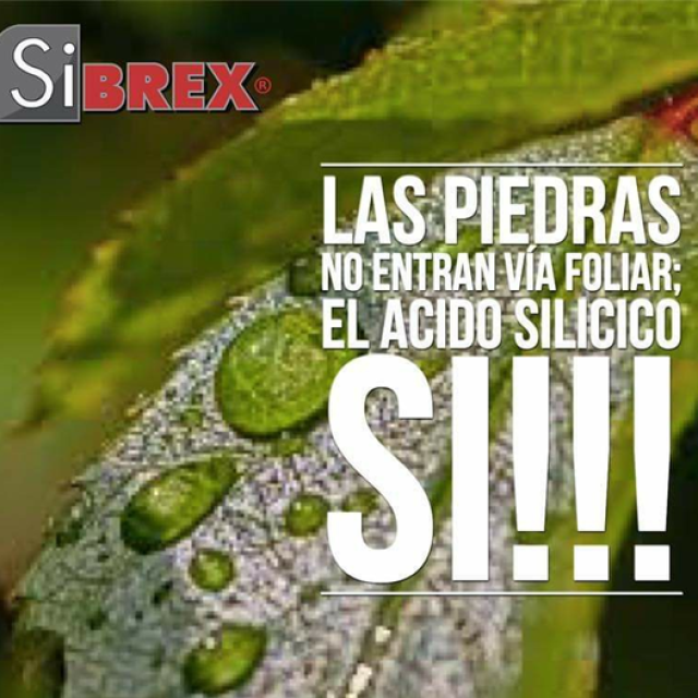 SiBREX® 1 L